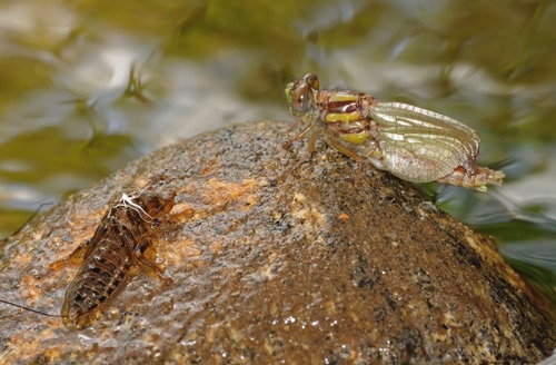 Newly emerged with exuvia
2010_04_21_Oconee_SC_Rabun_GA
